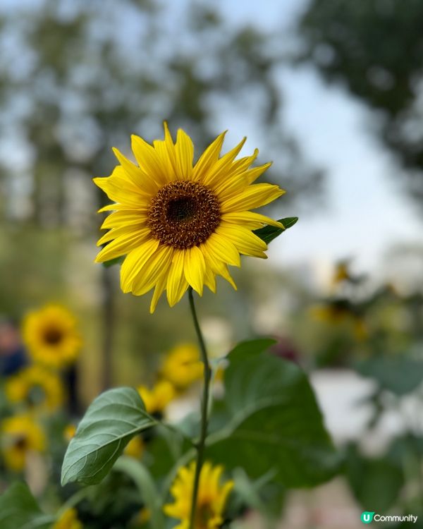 春暖花開 賞花好時機