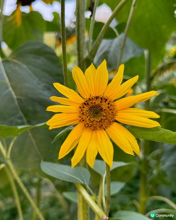 春暖花開 賞花好時機