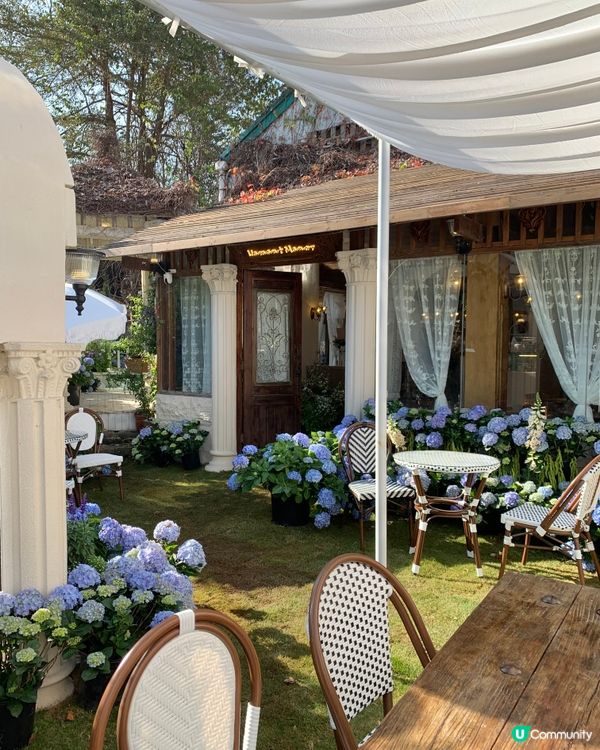 在深圳！莫奈花园💐被绣球围绕的浪漫花海！