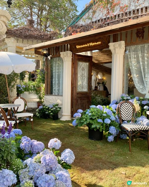 在深圳！莫奈花园💐被绣球围绕的浪漫花海！