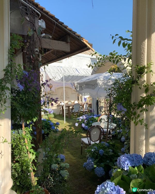 在深圳！莫奈花园💐被绣球围绕的浪漫花海！