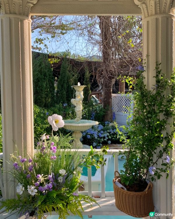 在深圳！莫奈花园💐被绣球围绕的浪漫花海！