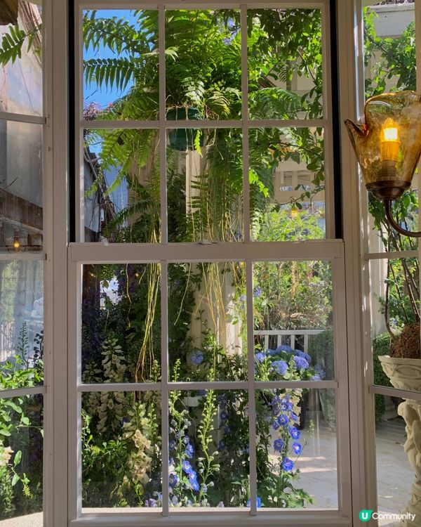 在深圳！莫奈花园💐被绣球围绕的浪漫花海！