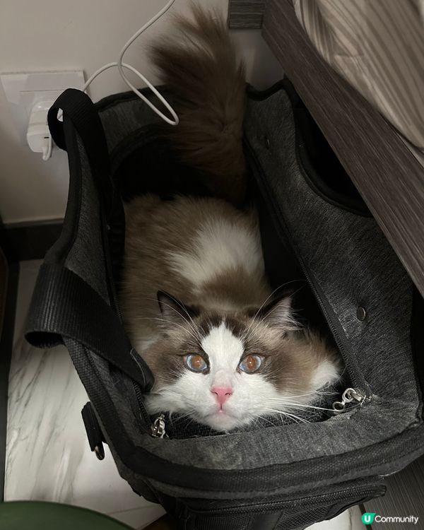 最鍾意躲貓貓既 貓🐱🐱🐱