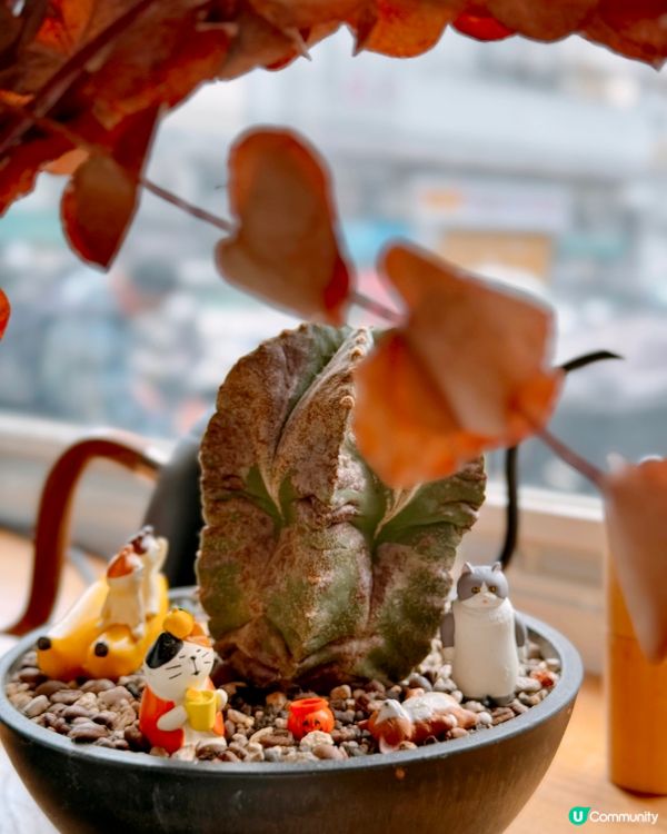 元朗綠白色簡約風Cafe 「The Third」