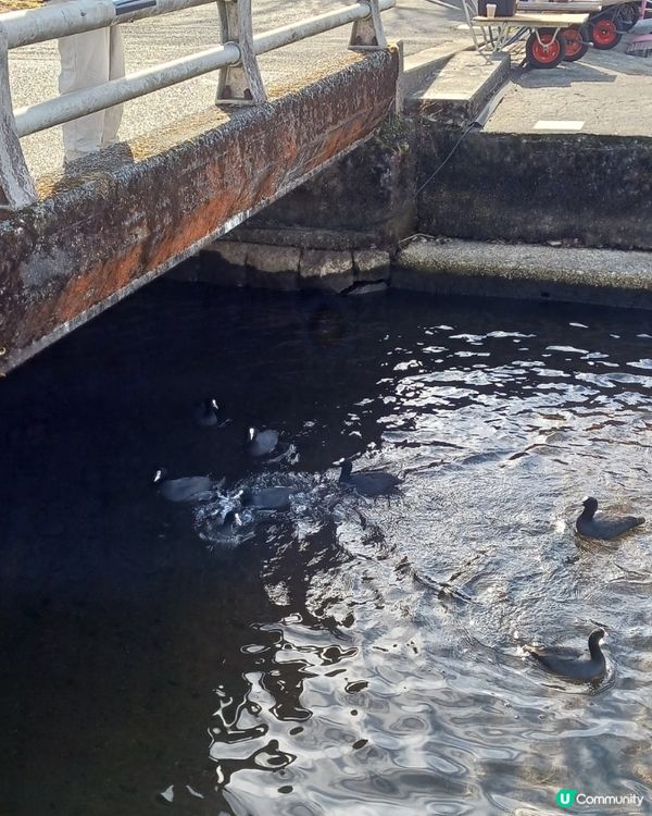 箱根丁港坐賊船 餵Duck Duck
