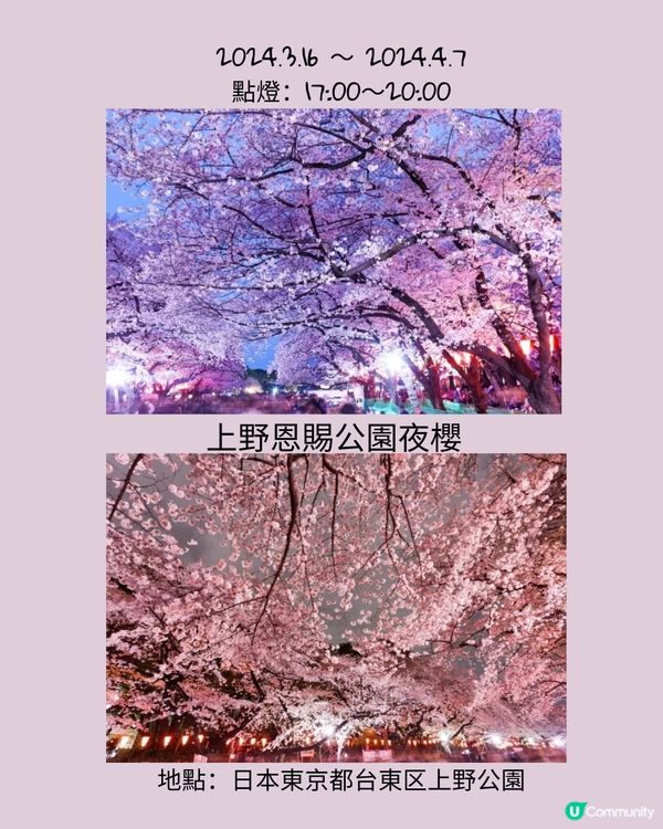 東京賞櫻之旅🌸不可以錯過夜櫻點燈！