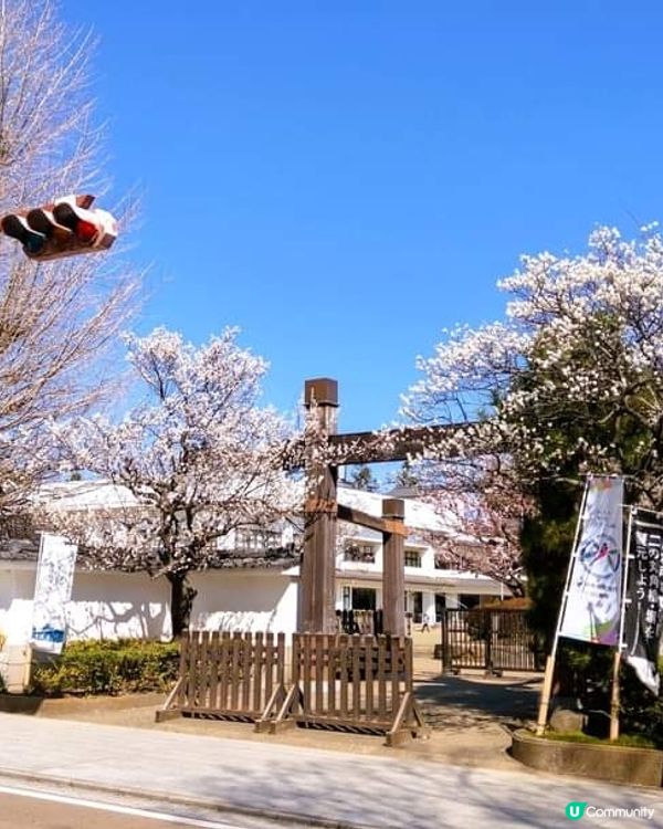 弘道館~  梅花盛開時~! 🌸🌸