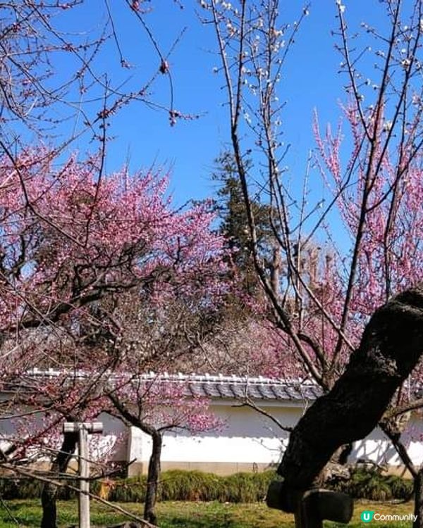 弘道館~  梅花盛開時~! 🌸🌸