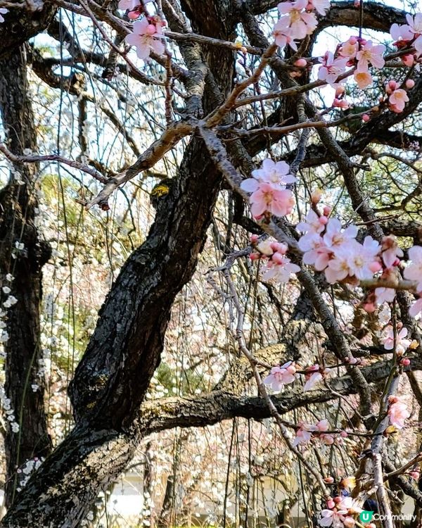 弘道館~  梅花盛開時~! 🌸🌸