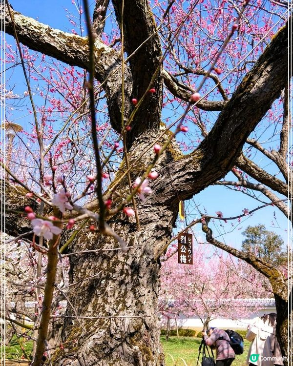 弘道館~  梅花盛開時~! 🌸🌸