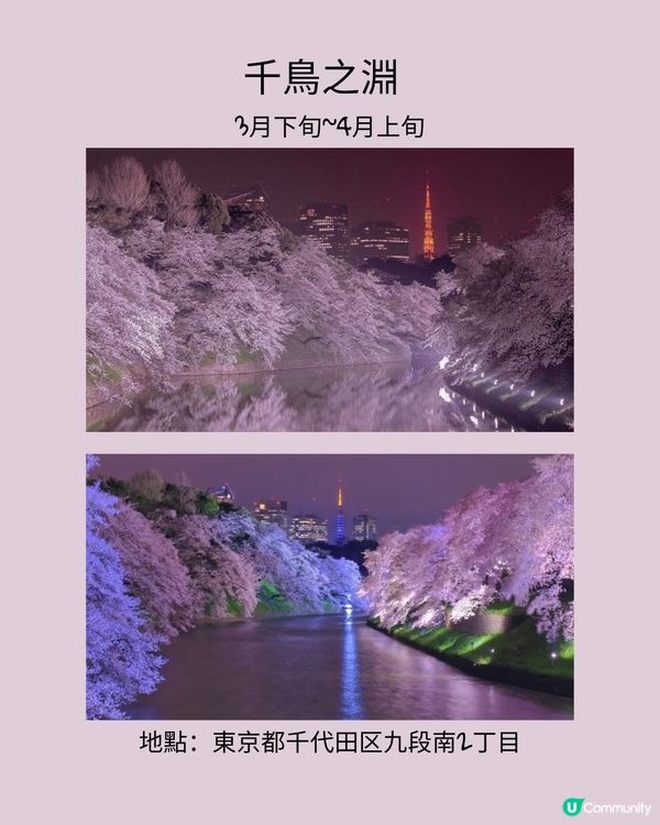 東京賞櫻之旅🌸不可以錯過夜櫻點燈！