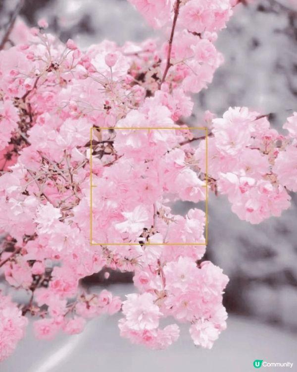 深圳觀瀾湖櫻花節