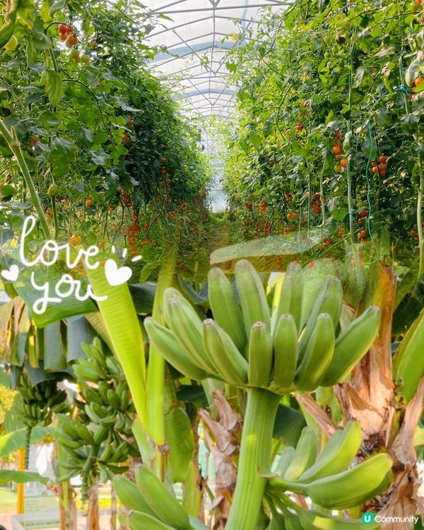 喺一方樂田可以體驗咩嘢