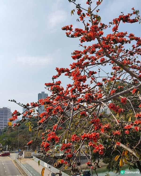 🏵️木棉花開🏵️