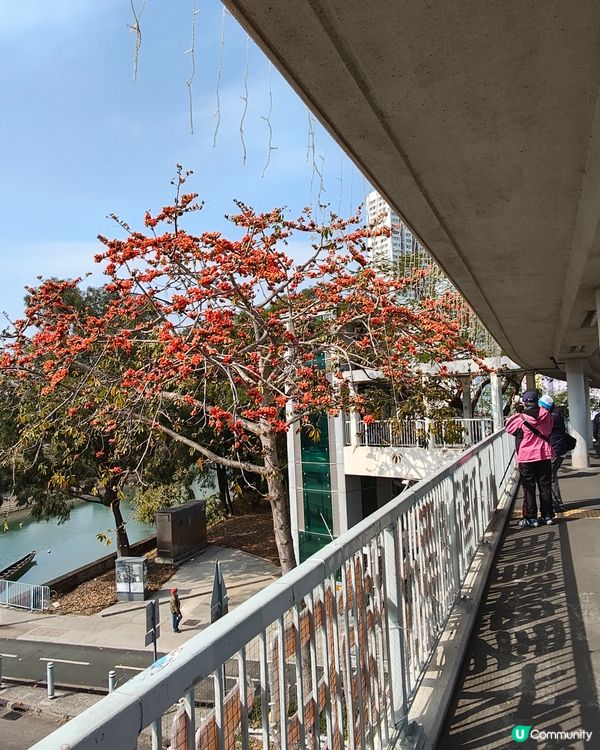 🏵️木棉花開🏵️