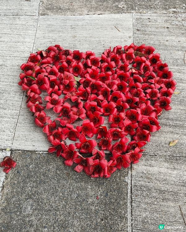 🏵️木棉花開🏵️