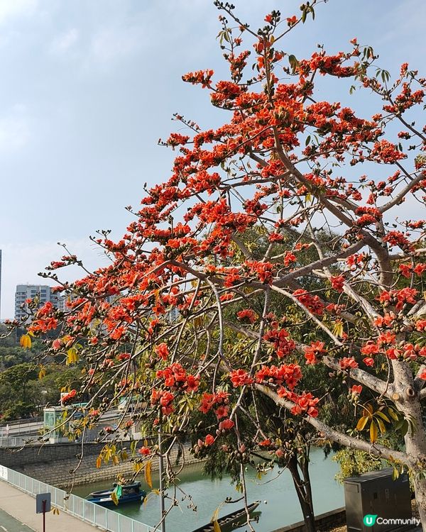 🏵️木棉花開🏵️