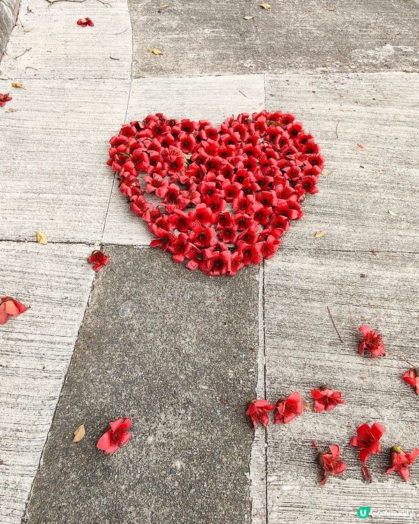 🏵️木棉花開🏵️