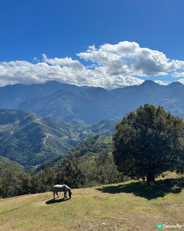 台灣小法國〰️青青草原🌳