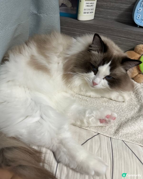 肥豬又眼神話我啦