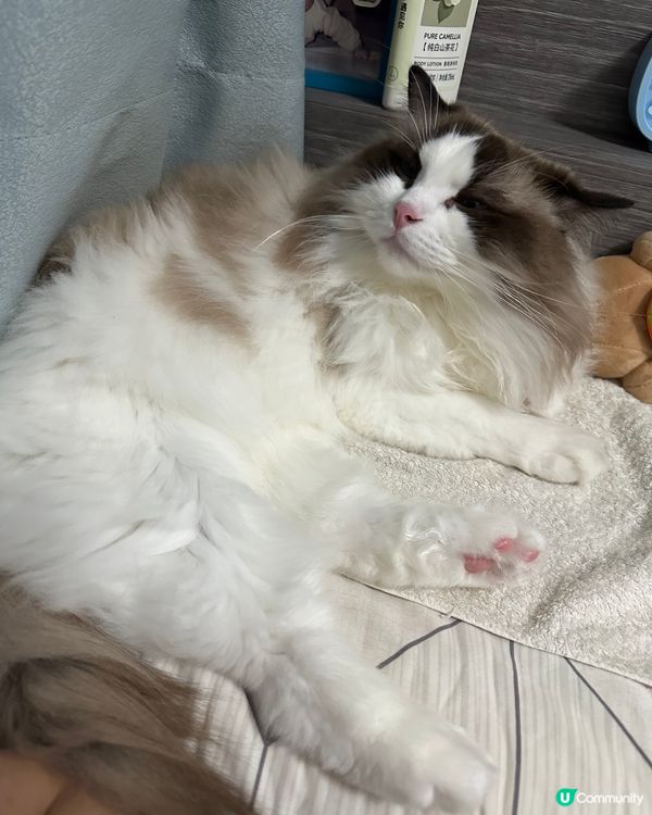 肥豬又眼神話我啦