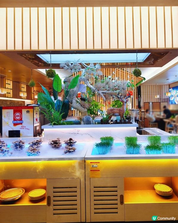 近關口！吃得到正宗雲南野生菌火鍋