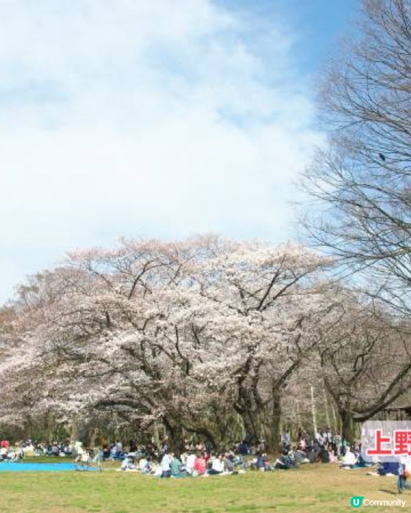 最新櫻花開花預測地圖！三大賞花景點推介-東京篇！你去過未？