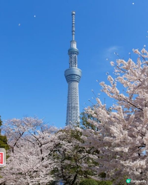 最新櫻花開花預測地圖！三大賞花景點推介-東京篇！你去過未？