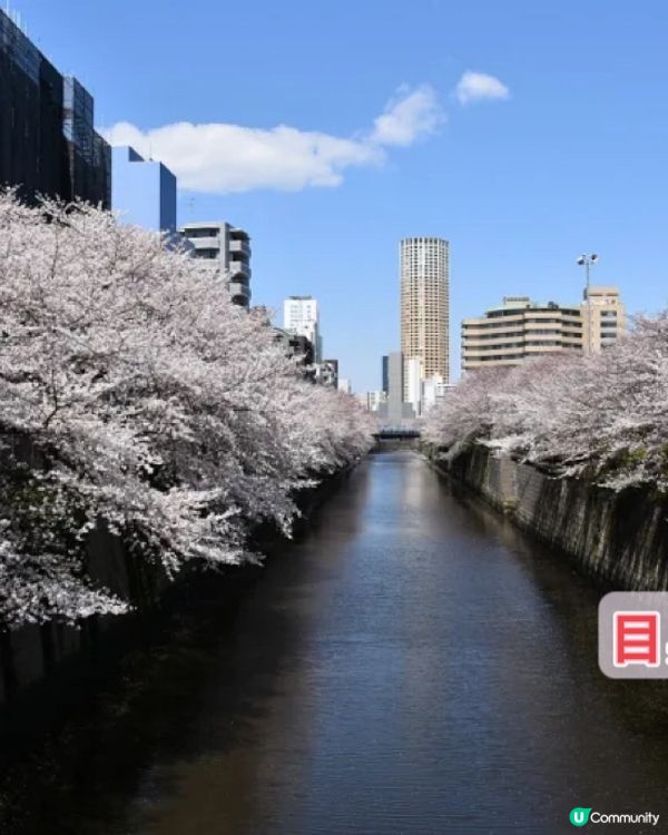 最新櫻花開花預測地圖！三大賞花景點推介-東京篇！你去過未？