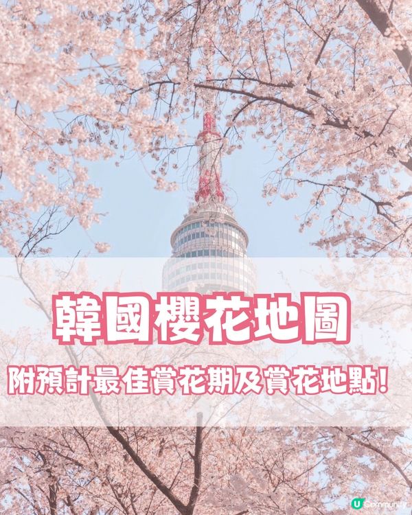 🌸2024韓國櫻花地圖 附最佳賞花期及各區賞櫻地點🌸