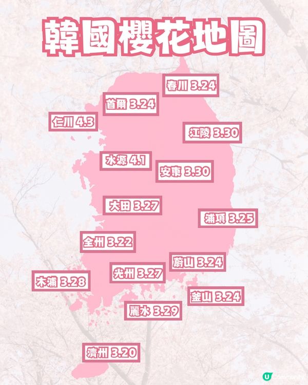 🌸2024韓國櫻花地圖 附最佳賞花期及各區賞櫻地點🌸