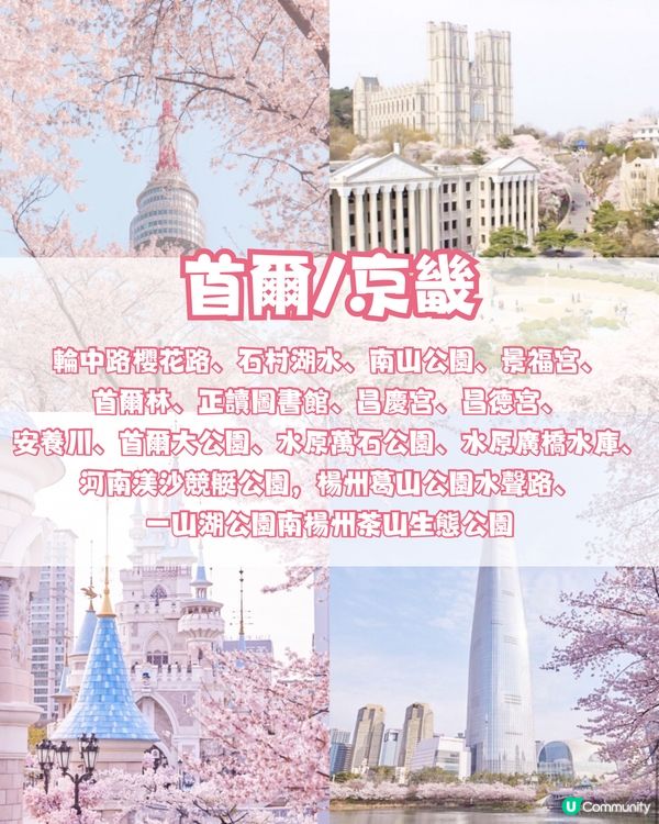🌸2024韓國櫻花地圖 附最佳賞花期及各區賞櫻地點🌸