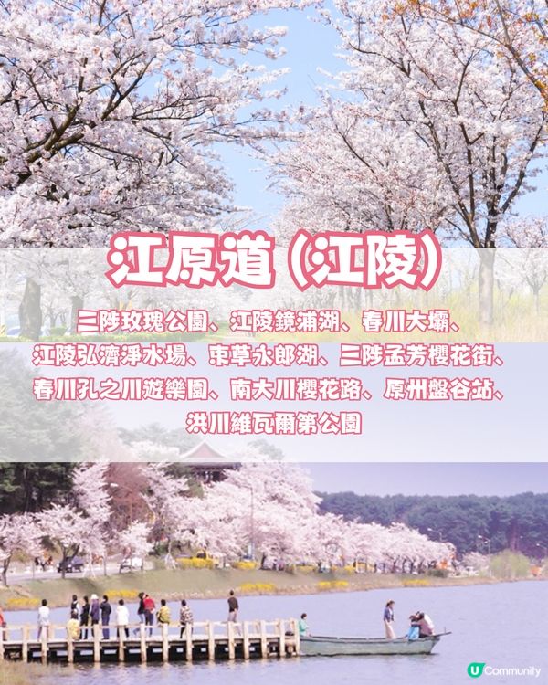 🌸2024韓國櫻花地圖 附最佳賞花期及各區賞櫻地點🌸