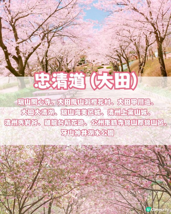 🌸2024韓國櫻花地圖 附最佳賞花期及各區賞櫻地點🌸