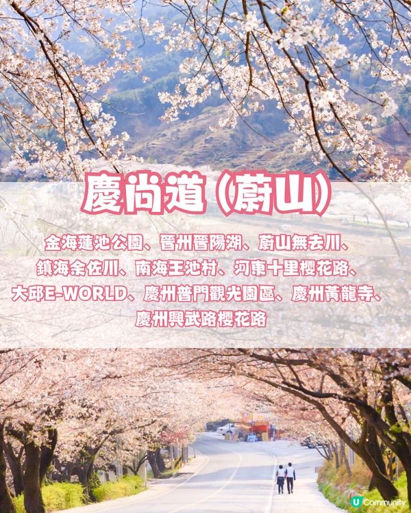 🌸2024韓國櫻花地圖 附最佳賞花期及各區賞櫻地點🌸