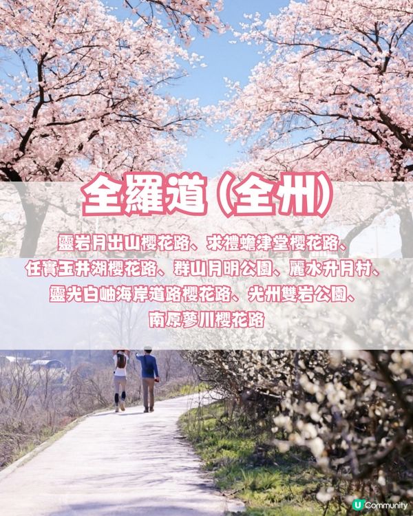 🌸2024韓國櫻花地圖 附最佳賞花期及各區賞櫻地點🌸