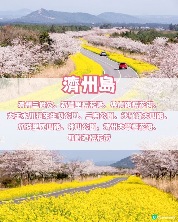 🌸2024韓國櫻花地圖 附最佳賞花期及各區賞櫻地點🌸