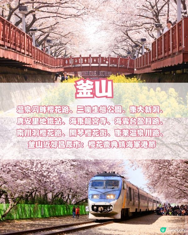 🌸2024韓國櫻花地圖 附最佳賞花期及各區賞櫻地點🌸