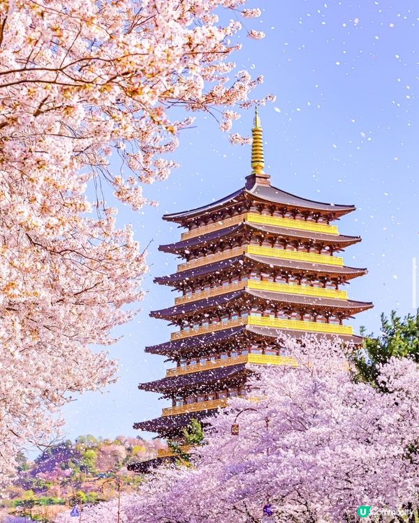 🌸2024韓國櫻花地圖 附最佳賞花期及各區賞櫻地點🌸