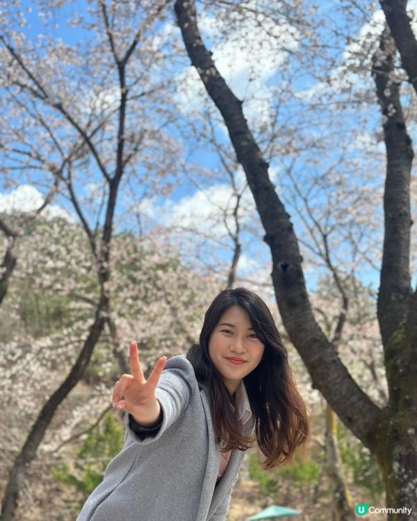 【首爾出發4小時】韓國小眾賞櫻花地點-馬耳山道立公園