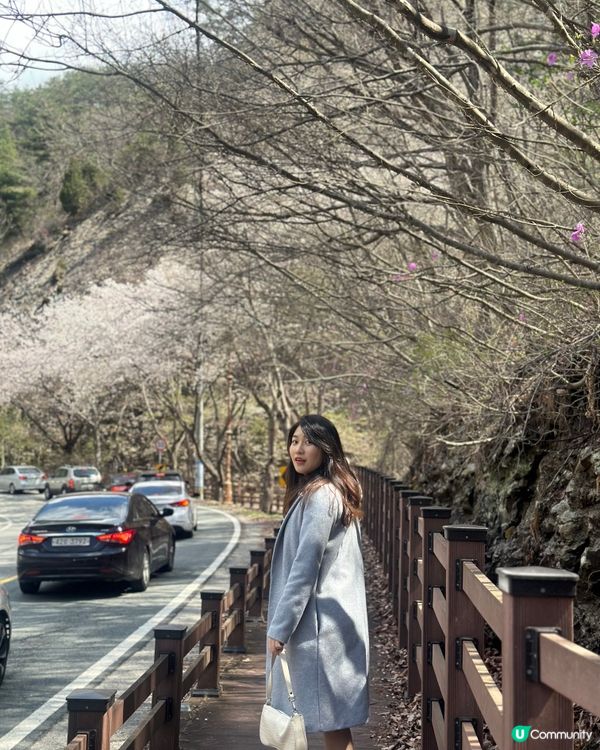 【首爾出發4小時】韓國小眾賞櫻花地點-馬耳山道立公園