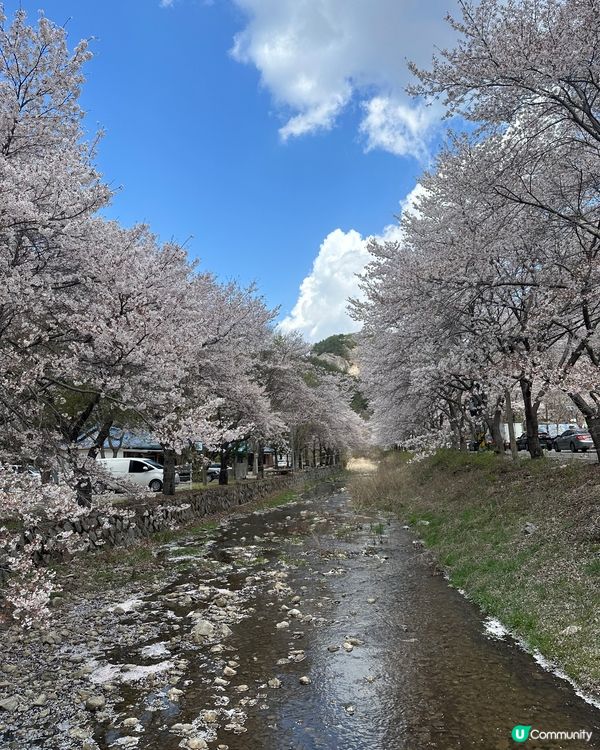 【首爾出發4小時】韓國小眾賞櫻花地點-馬耳山道立公園