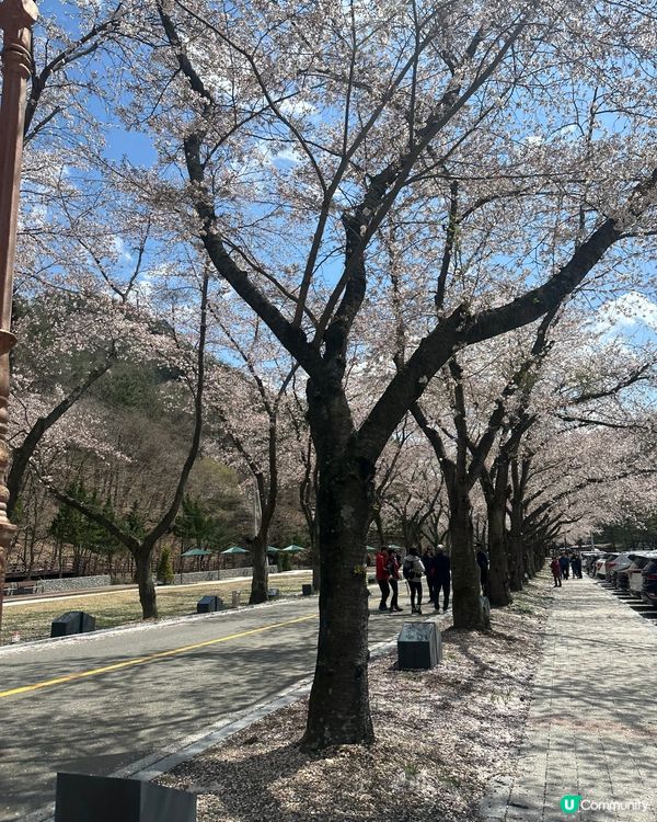 【首爾出發4小時】韓國小眾賞櫻花地點-馬耳山道立公園