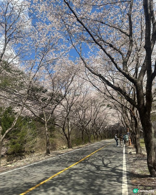 【首爾出發4小時】韓國小眾賞櫻花地點-馬耳山道立公園