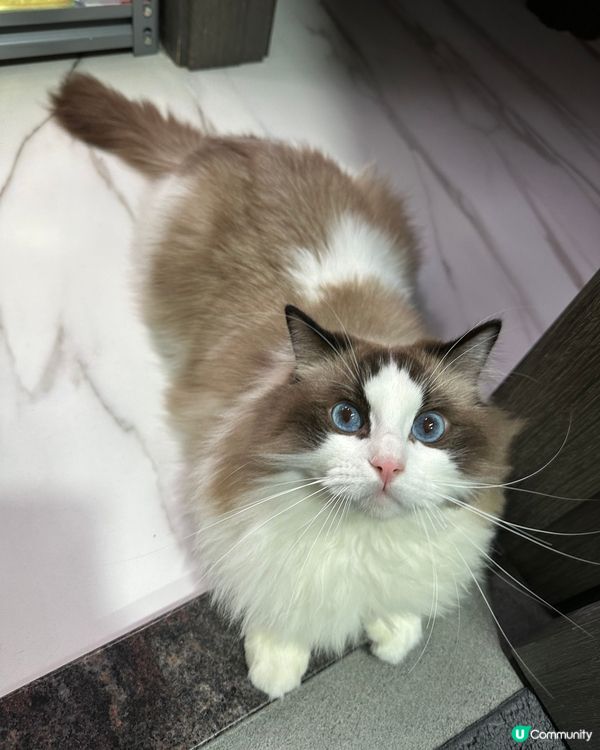 又係呢隻小可愛bubu❤️❤️❤️