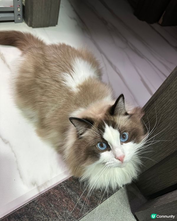 又係呢隻小可愛bubu❤️❤️❤️