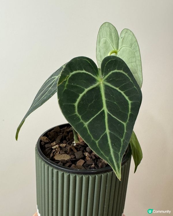 花草配上舒適的家😍