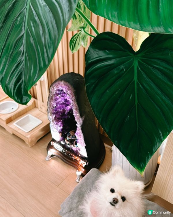 花草配上舒適的家😍