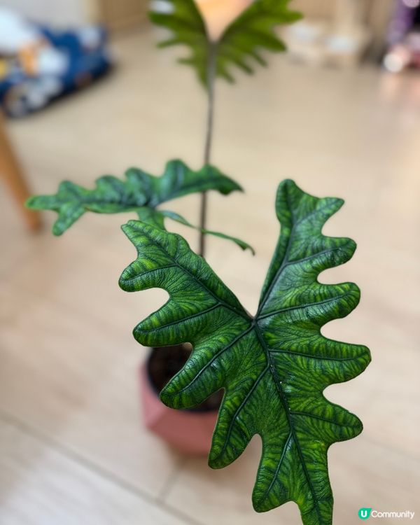 花草配上舒適的家😍